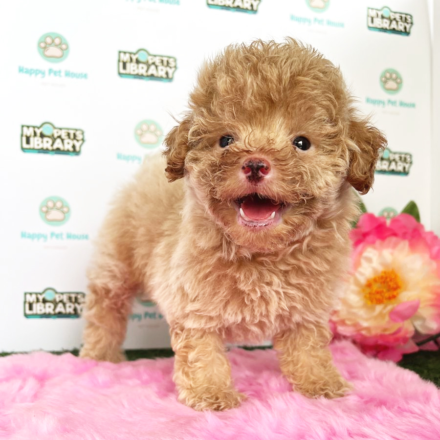 Toy Poodle Puppy (Female) For Sale