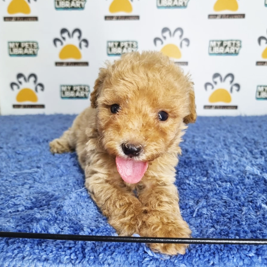 Tiny Poodle Puppy (Male) For Sale