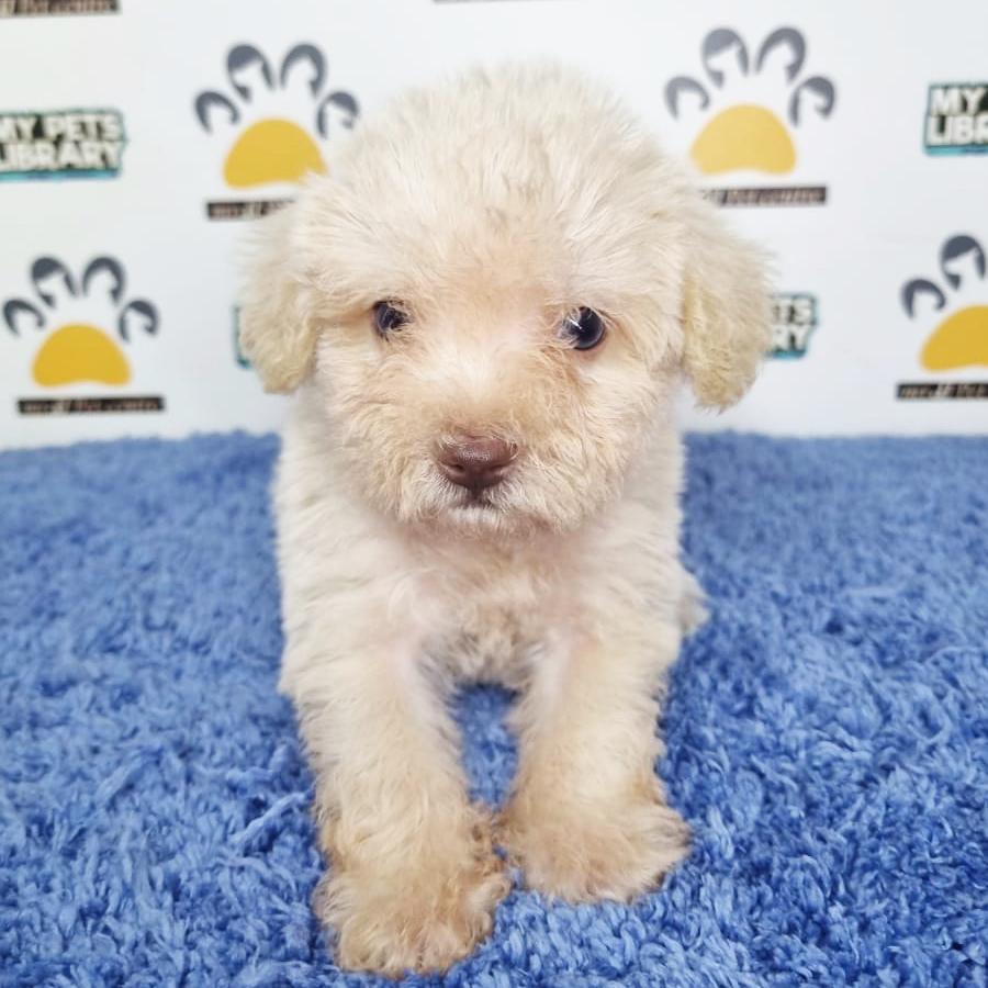 Maltipoo Puppy (Male) For Sale