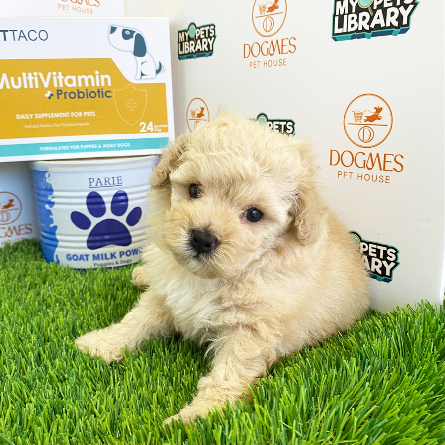 Toy Poodle Puppy (Female) For Sale
