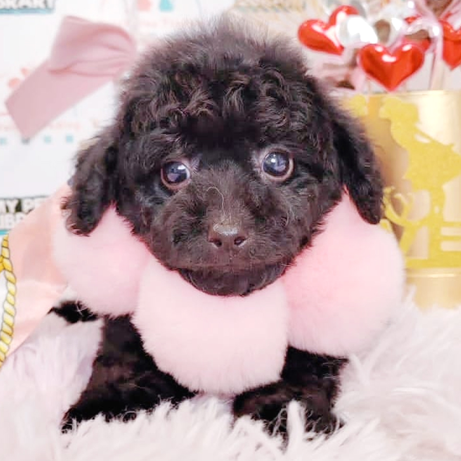 Toy Poodle Puppy (Female) For Sale