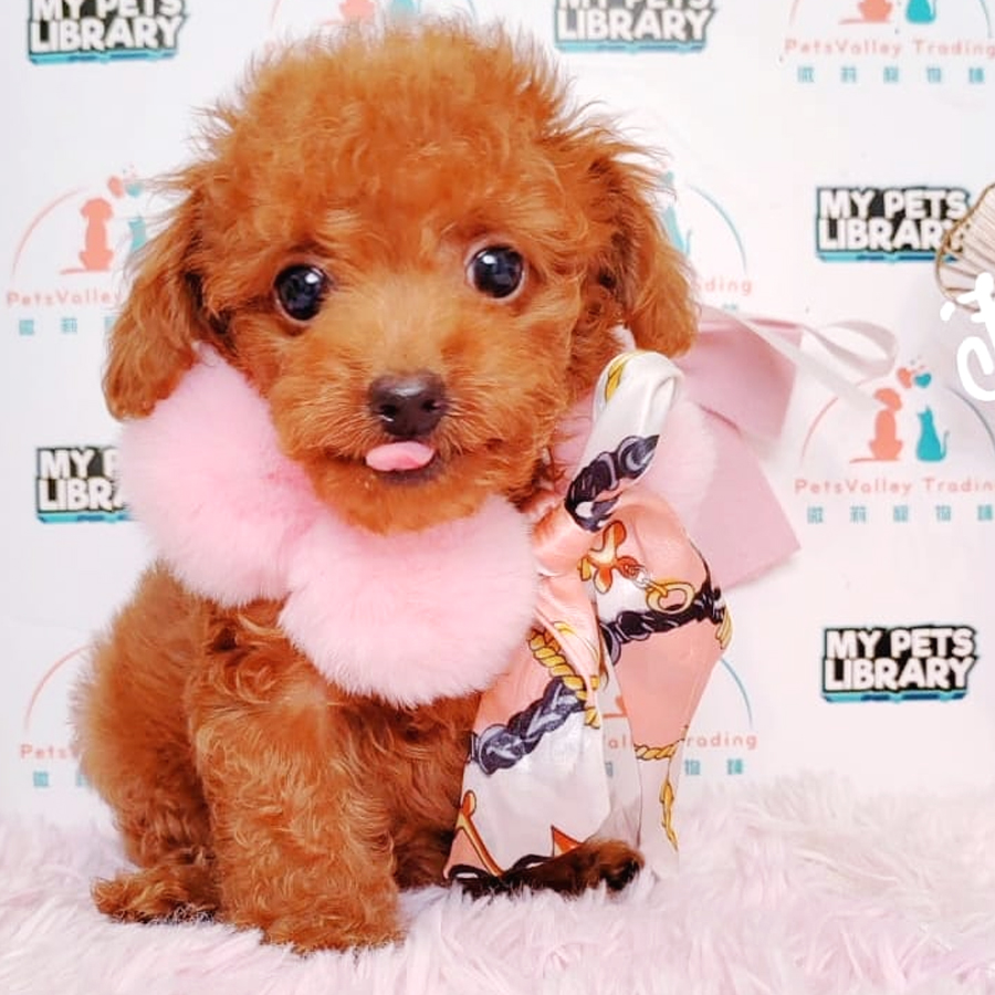 Toy Poodle Puppy (Female) For Sale