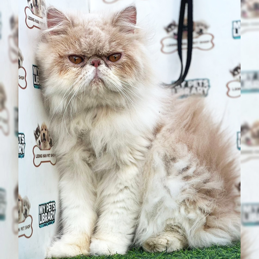 Persian Kitten (Male) For Sale