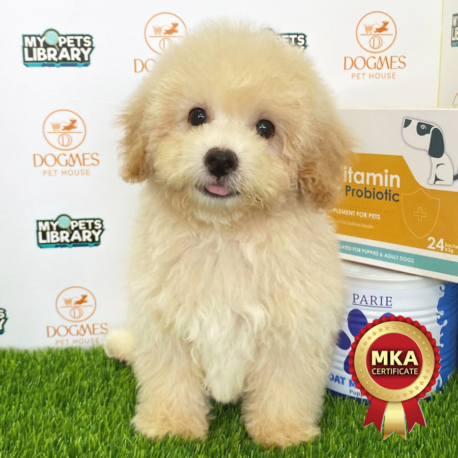 MKA Toy Poodle Puppy (Male) For Sale