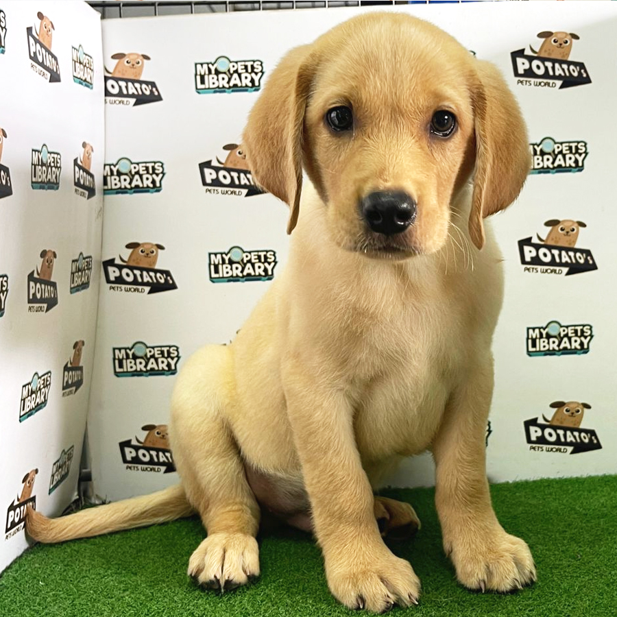 Labrador Puppy (Male) For Sale