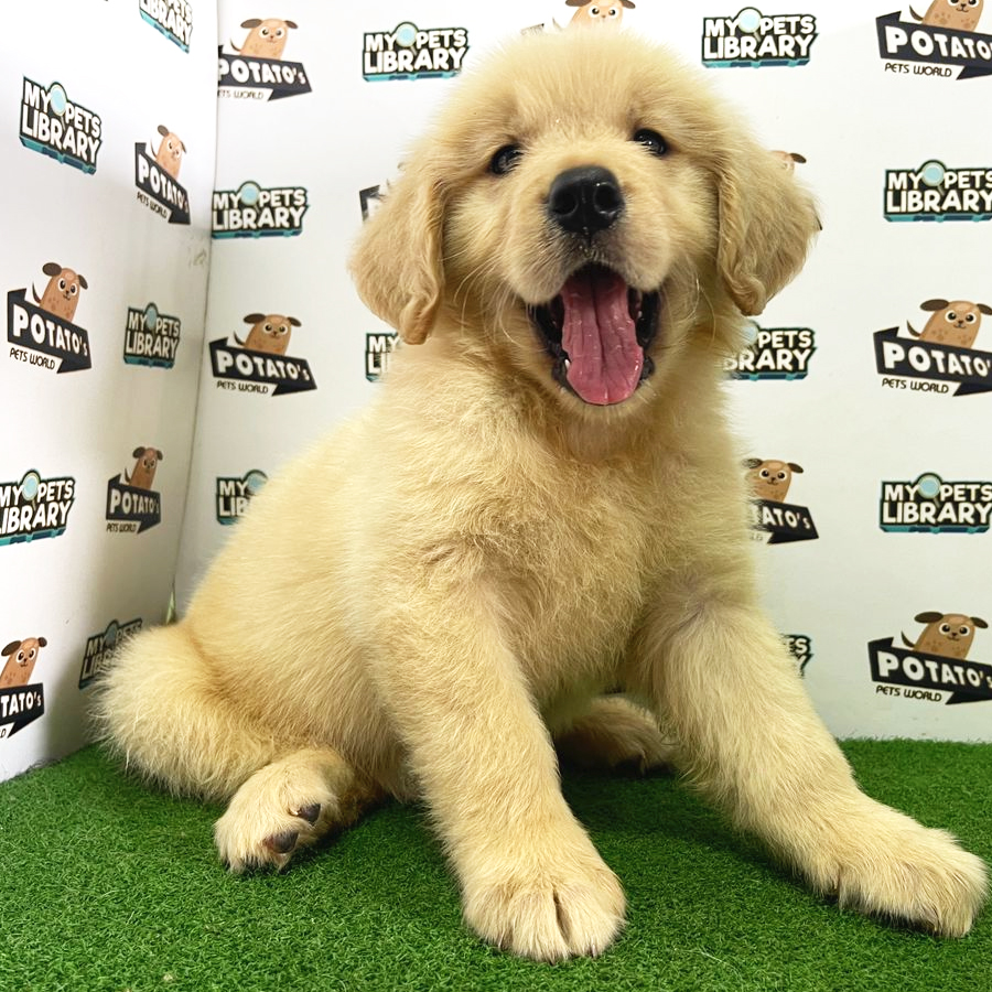 Golden Retriever Puppy (Female) For Sale