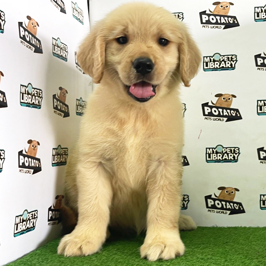 Golden Retriever Puppy (Female) For Sale