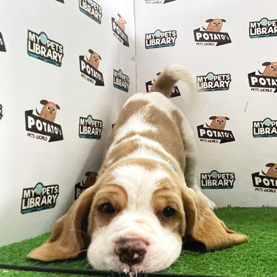 Beagle Puppy (Male) For Sale