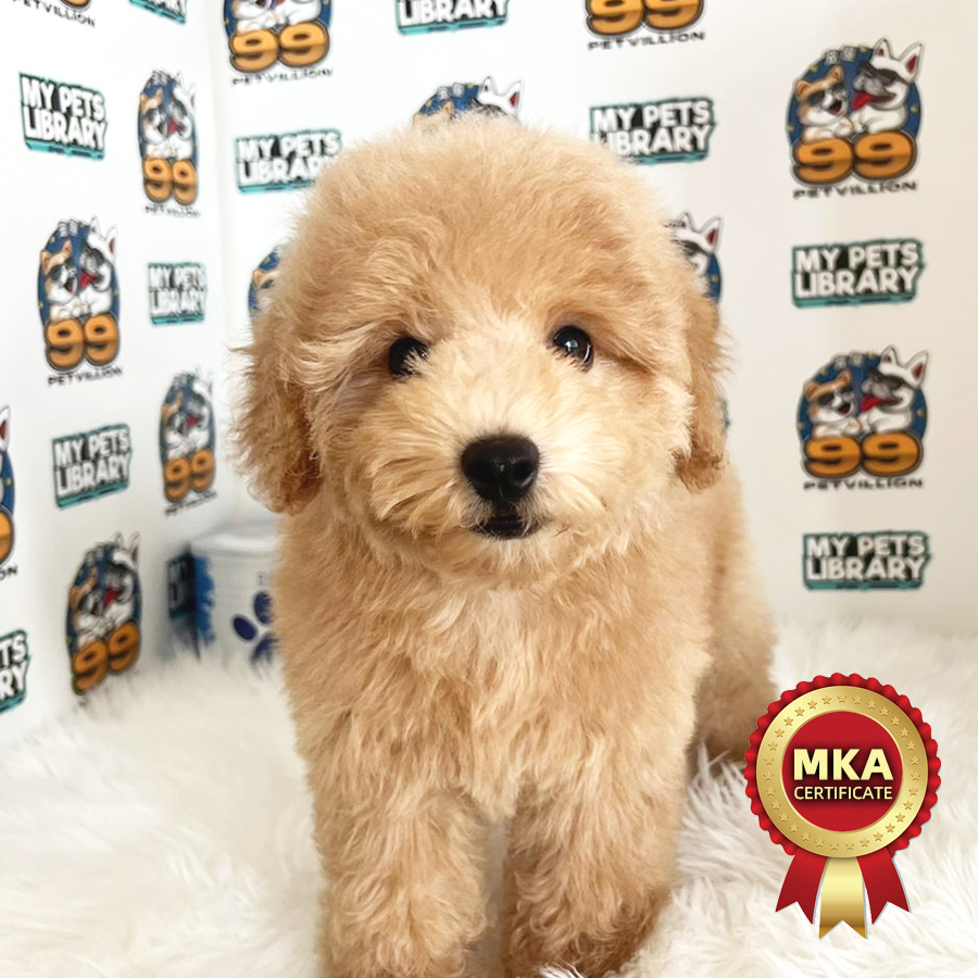 MKA Toy Poodle Puppy (Male) For Sale