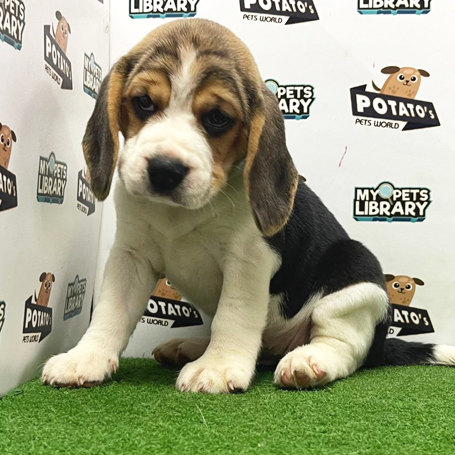 Beagle Puppy (Female) For Sale