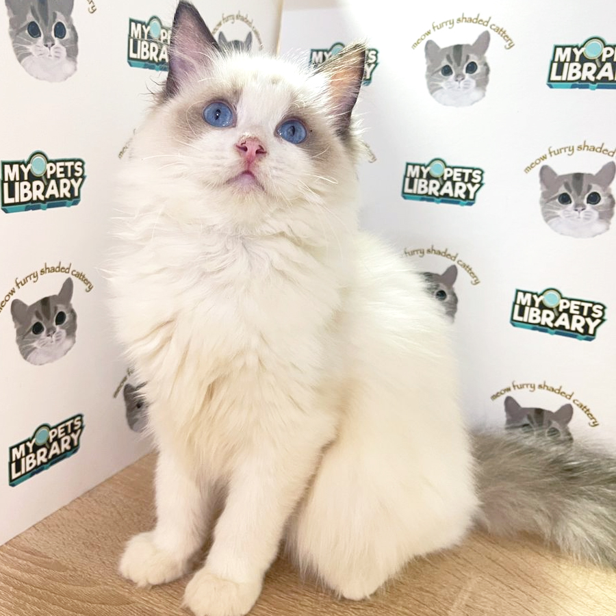 CFA Ragdoll Kitten (Female) For Sale