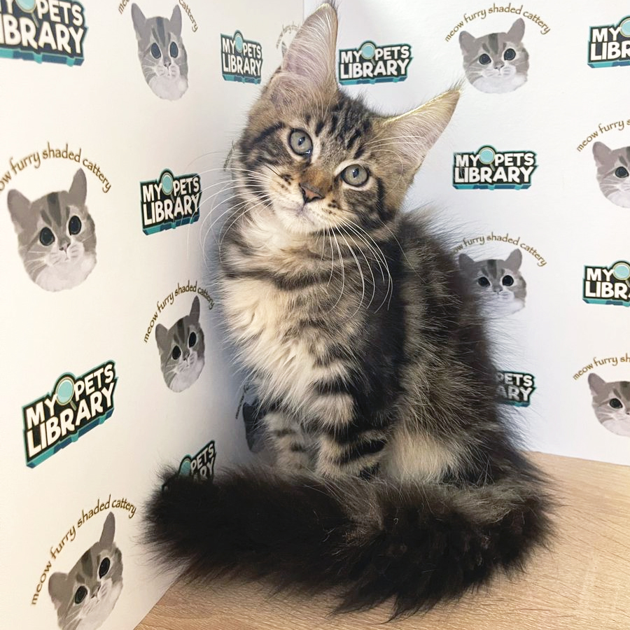 CFA Mainecoon Kitten (Male) For Sale