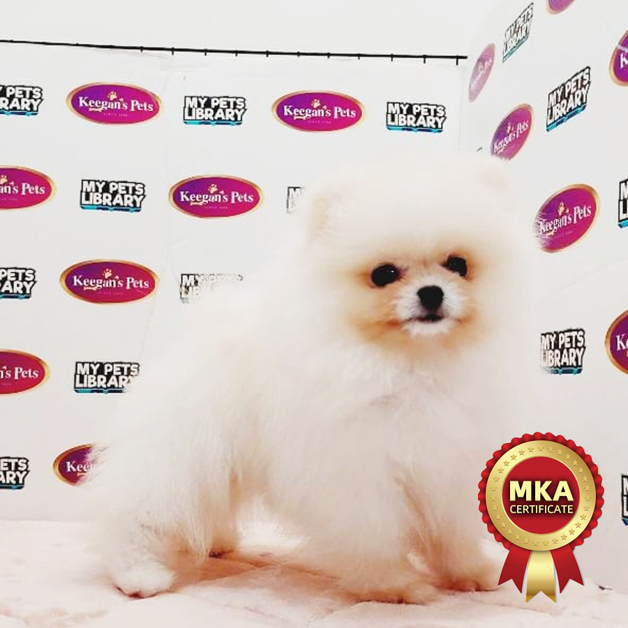 MKA Pomeranian Puppy (Female) For Sale