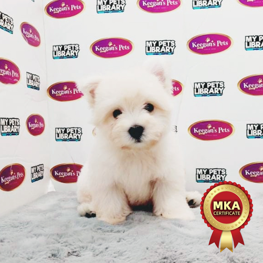 MKA West Highland Terrier Puppy (Male) For Sale