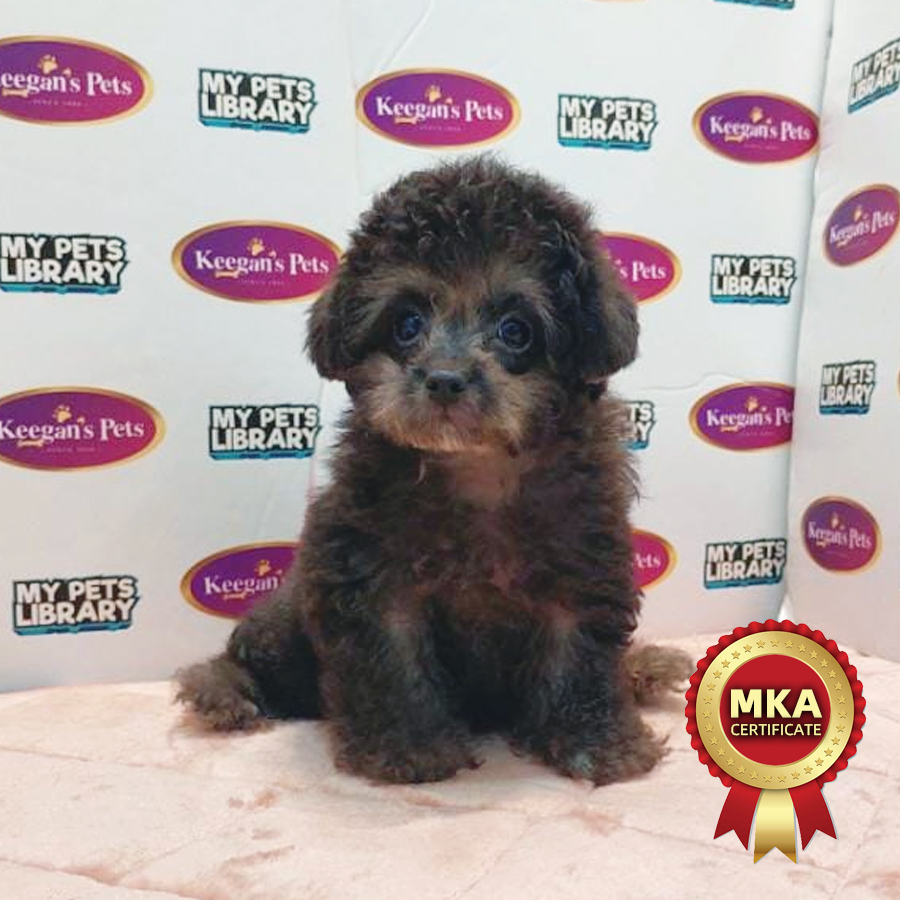 MKA Tiny Poodle Puppy (Female) For Sale