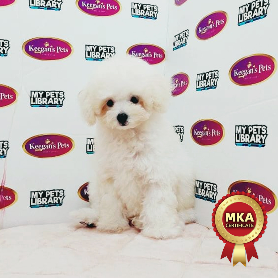 MKA Tiny Poodle Puppy (Female) For Sale