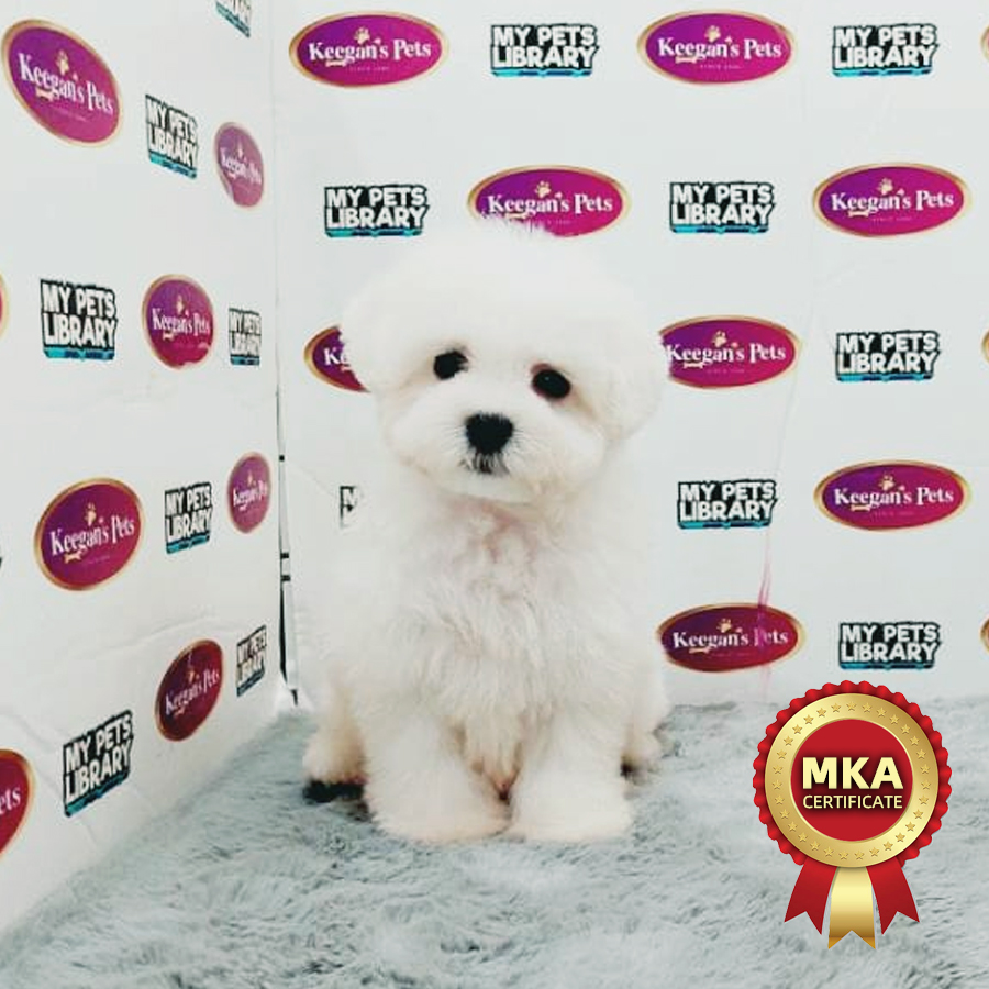 MKA Bichon Frise Puppy (Male) For Sale