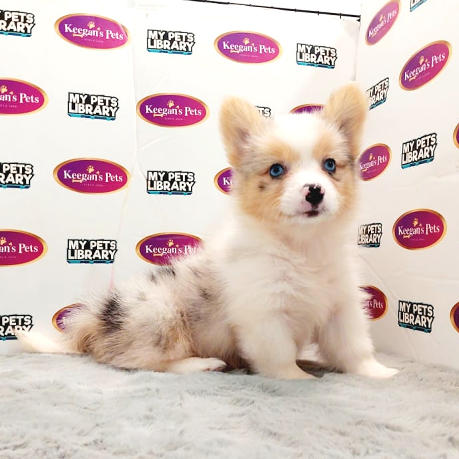 Longcoat Welsh Corgi Puppy (Female) For Sale
