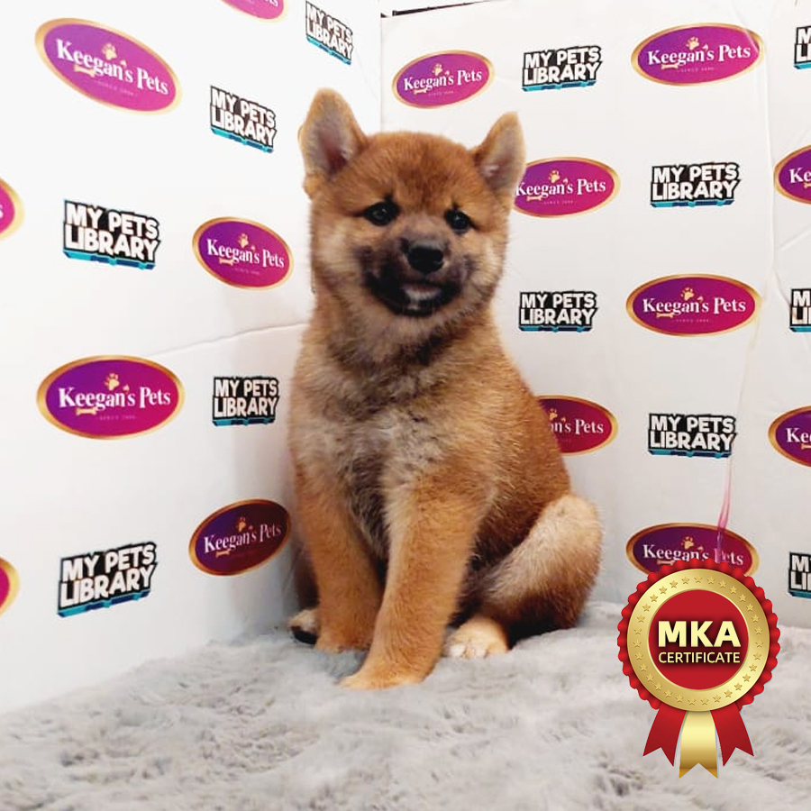MKA Shiba Inu Puppy (Female) For Sale