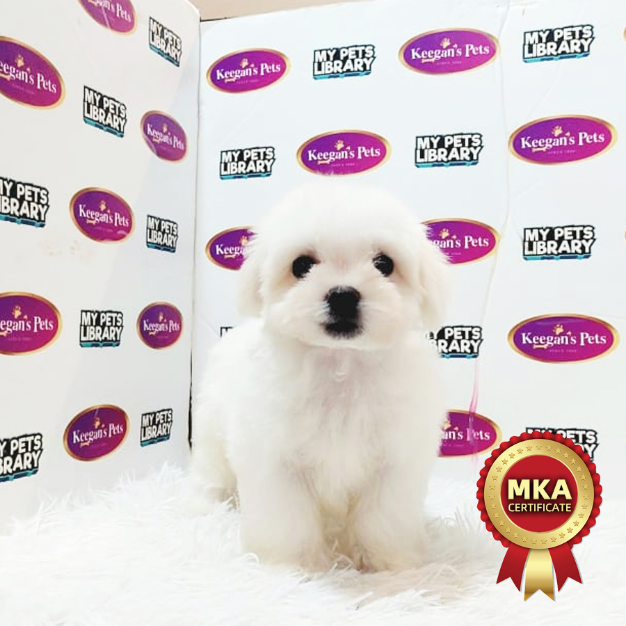MKA Maltese Puppy (Male) For Sale
