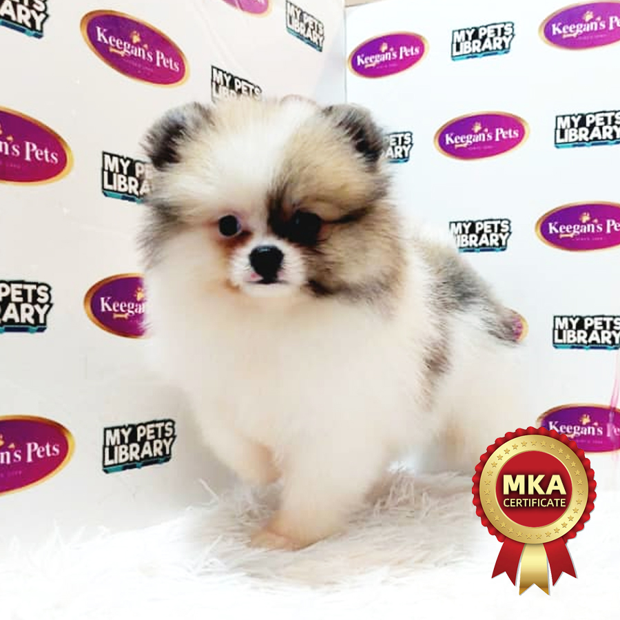 MKA Pomeranian Puppy (Female) For Sale
