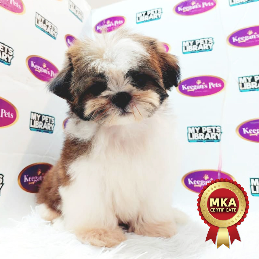 MKA Shih Tzu Puppy (Male) For Sale