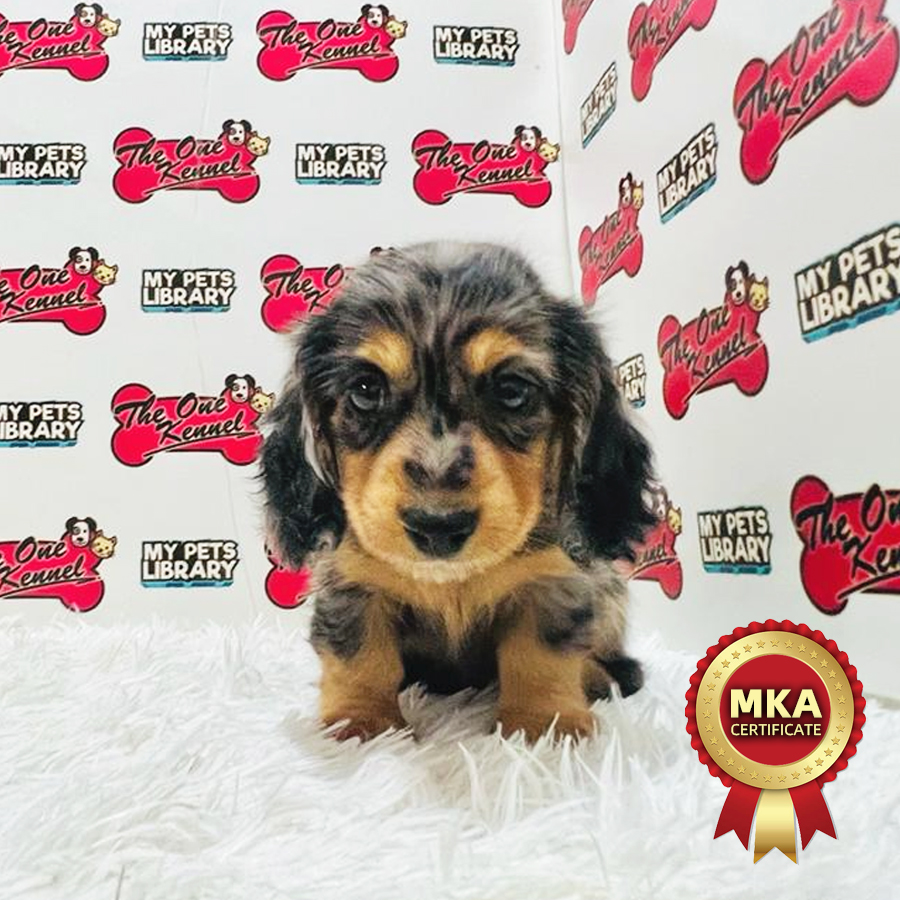 MKA Miniature Dachshund Puppy (Male) For Sale
