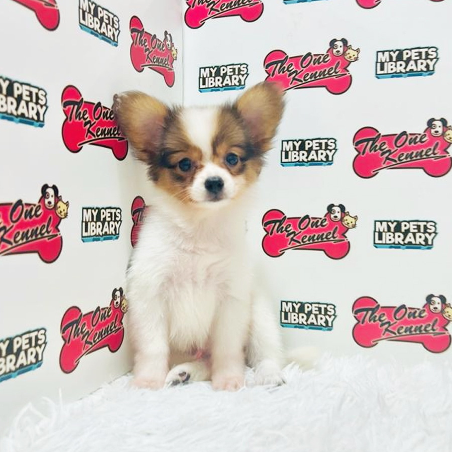 Papillon Puppy (Male) For Sale