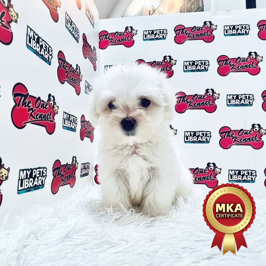 MKA Maltese Puppy (Male) For Sale