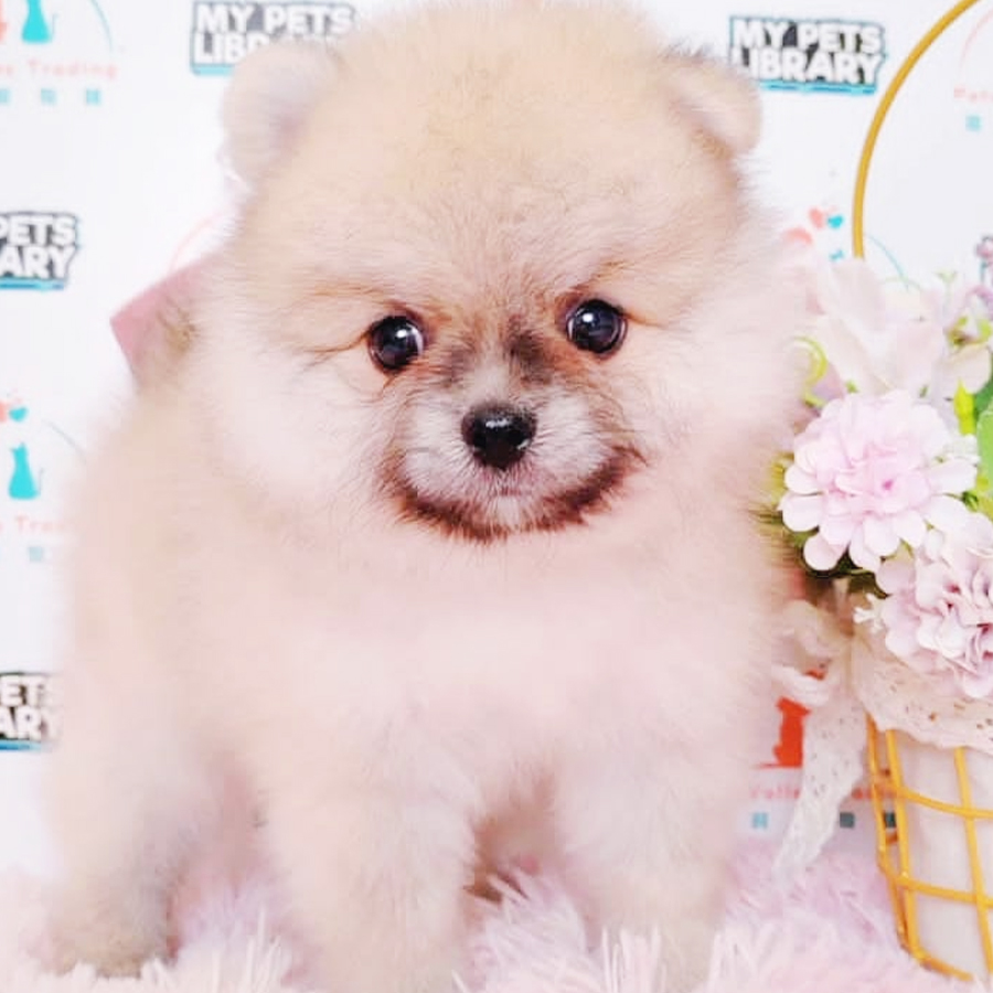 Tiny Pomeranian Puppy (Male) For Sale