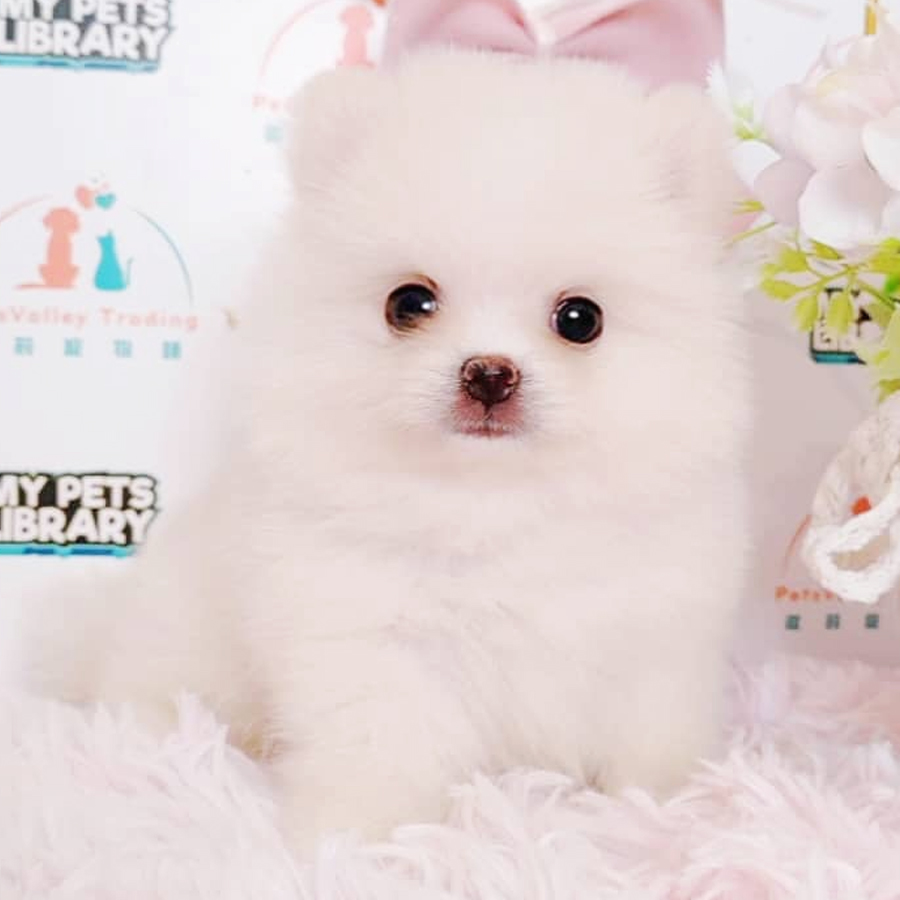 Tiny Pomeranian Puppy (Female) For Sale