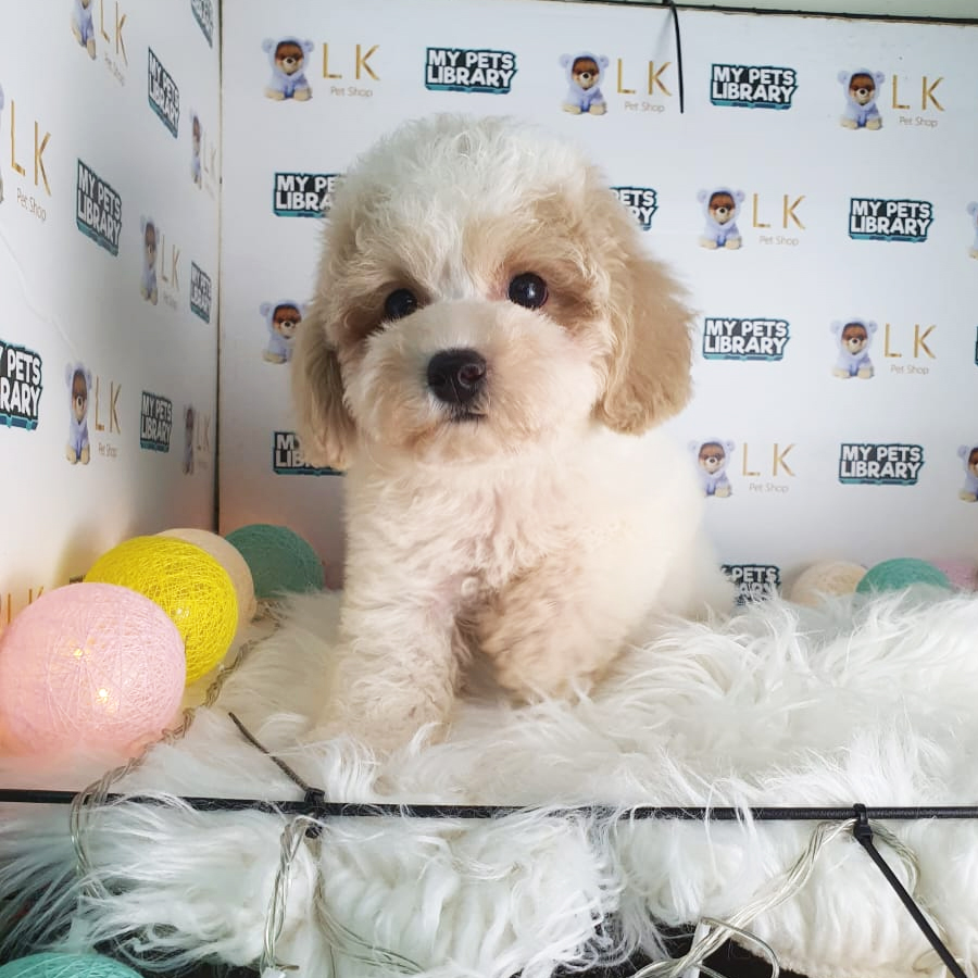 Toy Poodle Puppy (Male) For Sale