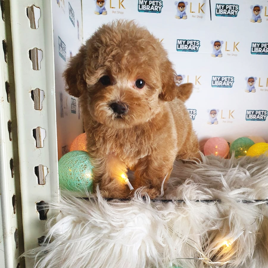 Toy Poodle Puppy (Female) For Sale