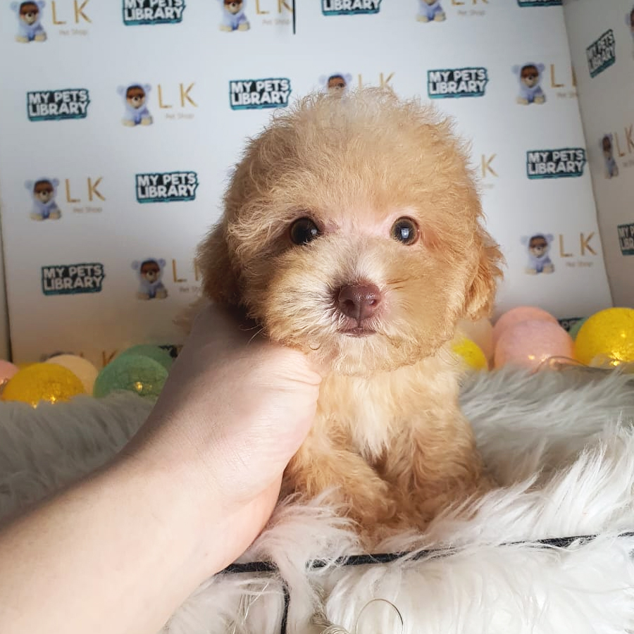 Maltipoo Puppy (Female) For Sale