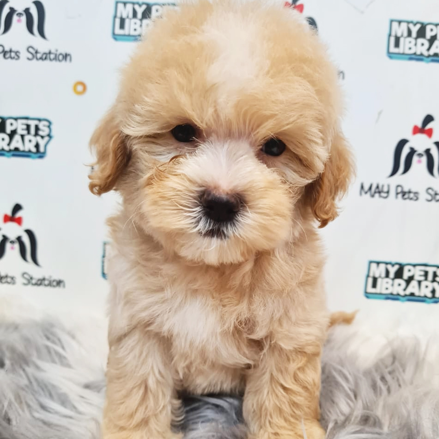 Maltipoo Puppy (Male) For Sale