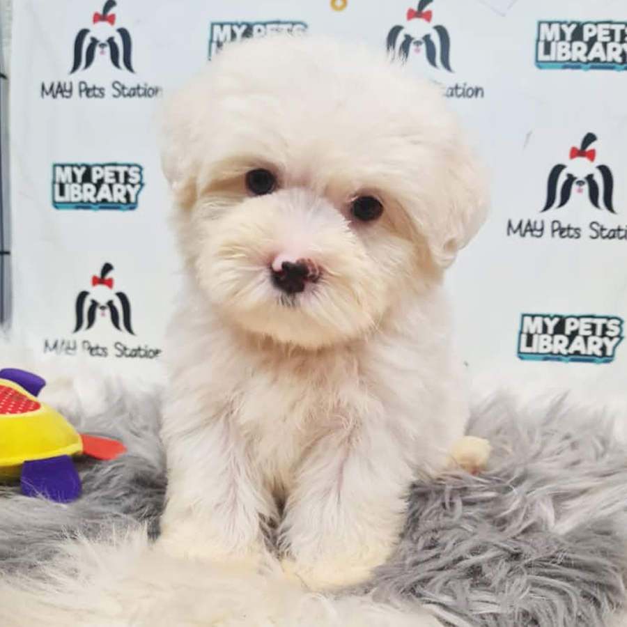 Maltipoo Puppy (Male) For Sale