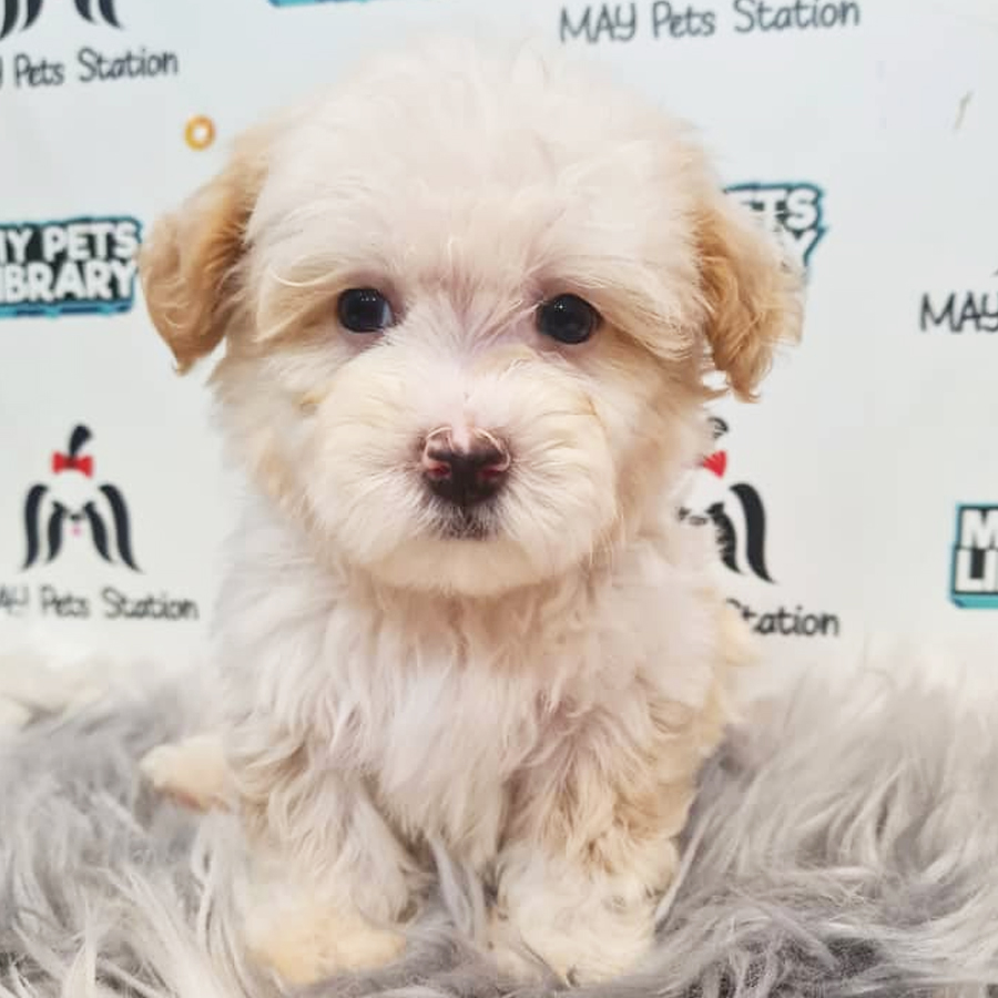 Maltipoo Puppy (Male) For Sale