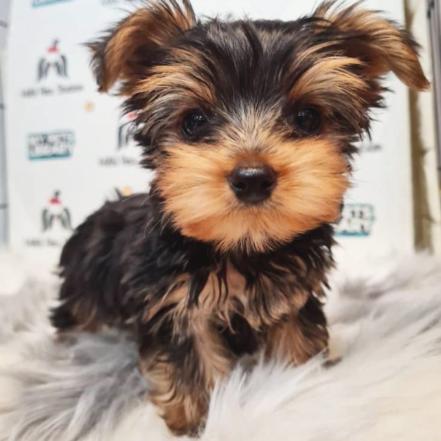 Yorkshire Terrier Puppy (Male) For Sale