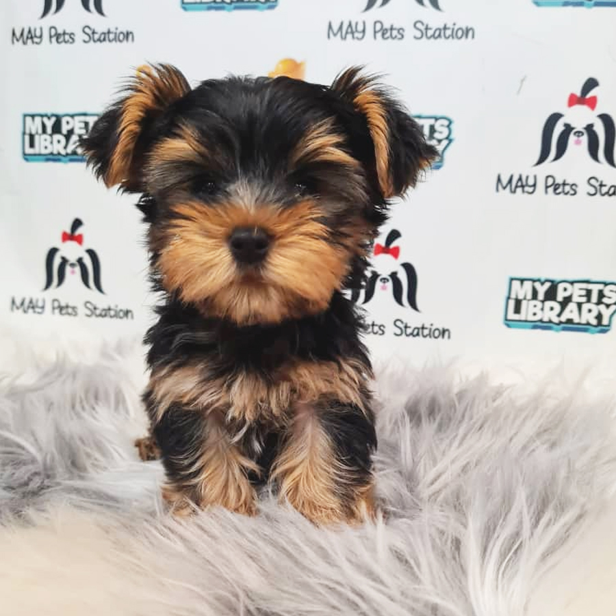 Yorkshire Terrier Puppy (Male) For Sale