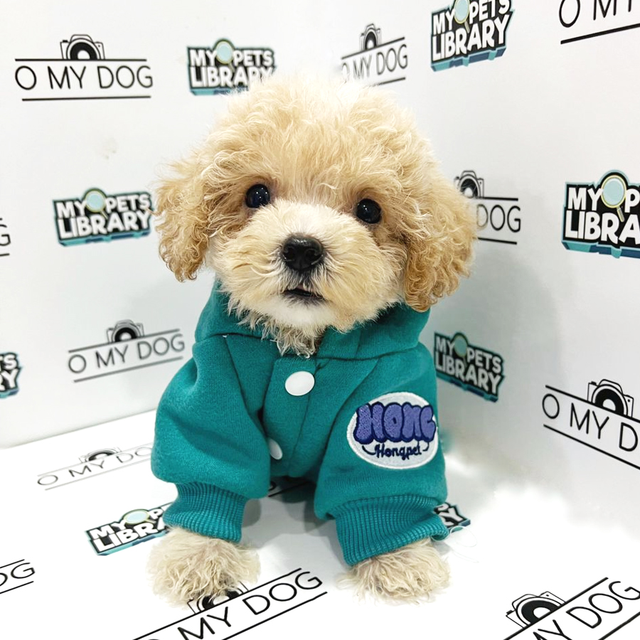 Toy Poodle Puppy (Male) For Sale