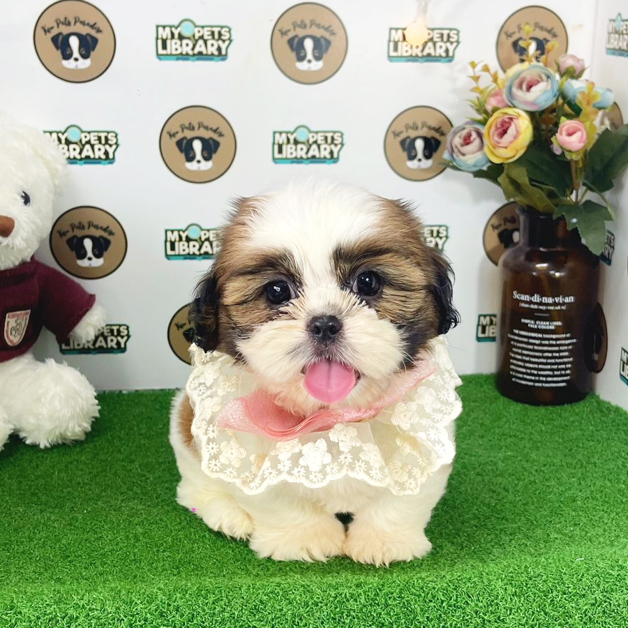 Shih Tzu Puppy (Female) For Sale