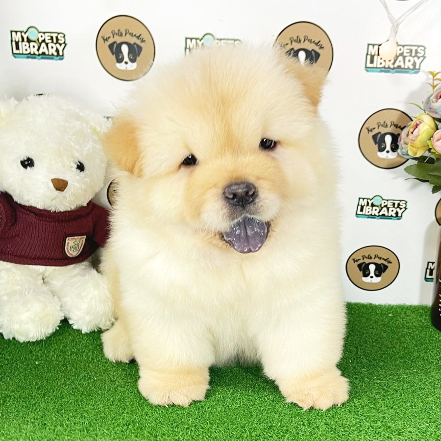 Chow Chow Puppy (Male) For Sale