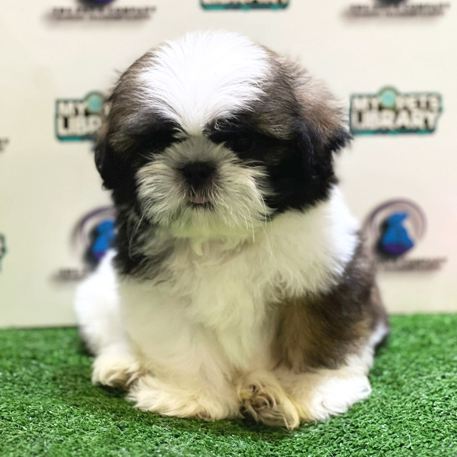 Shih Tzu Puppy (Male) For Sale
