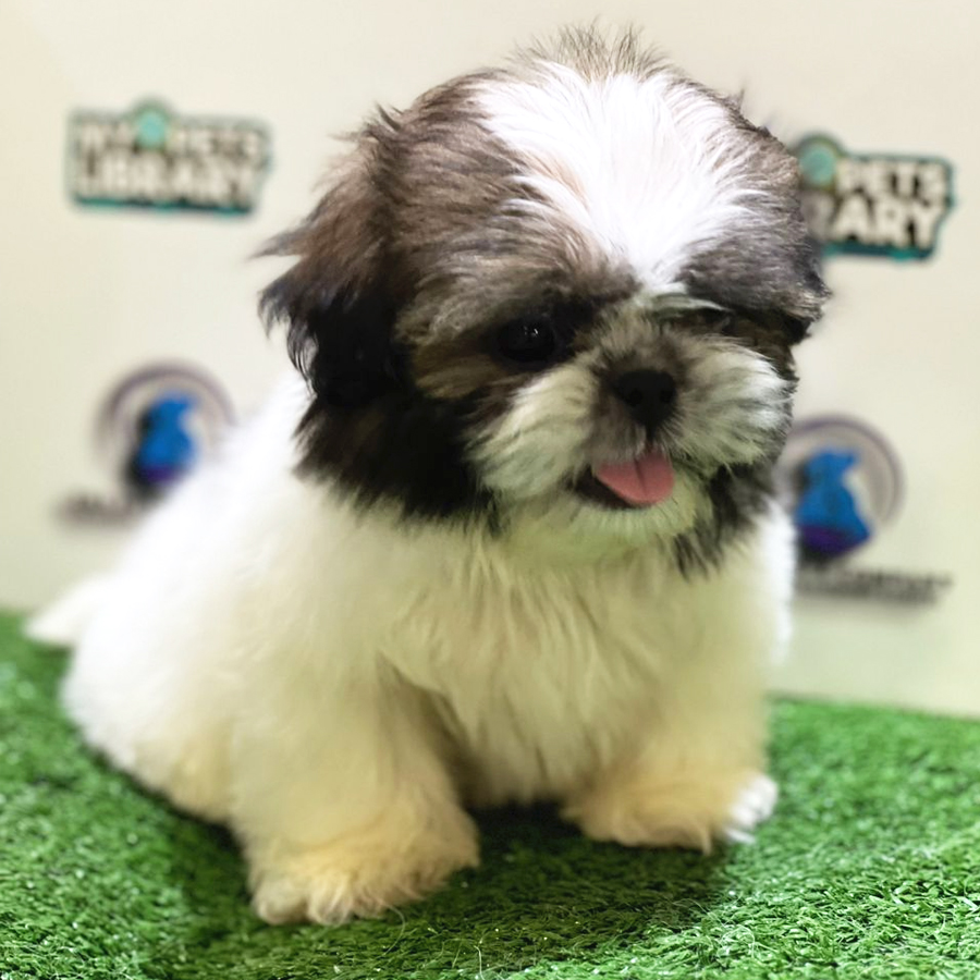 Shih Tzu Puppy (Female) For Sale