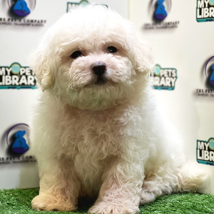 Bichon Frise Puppy (Male) For Sale