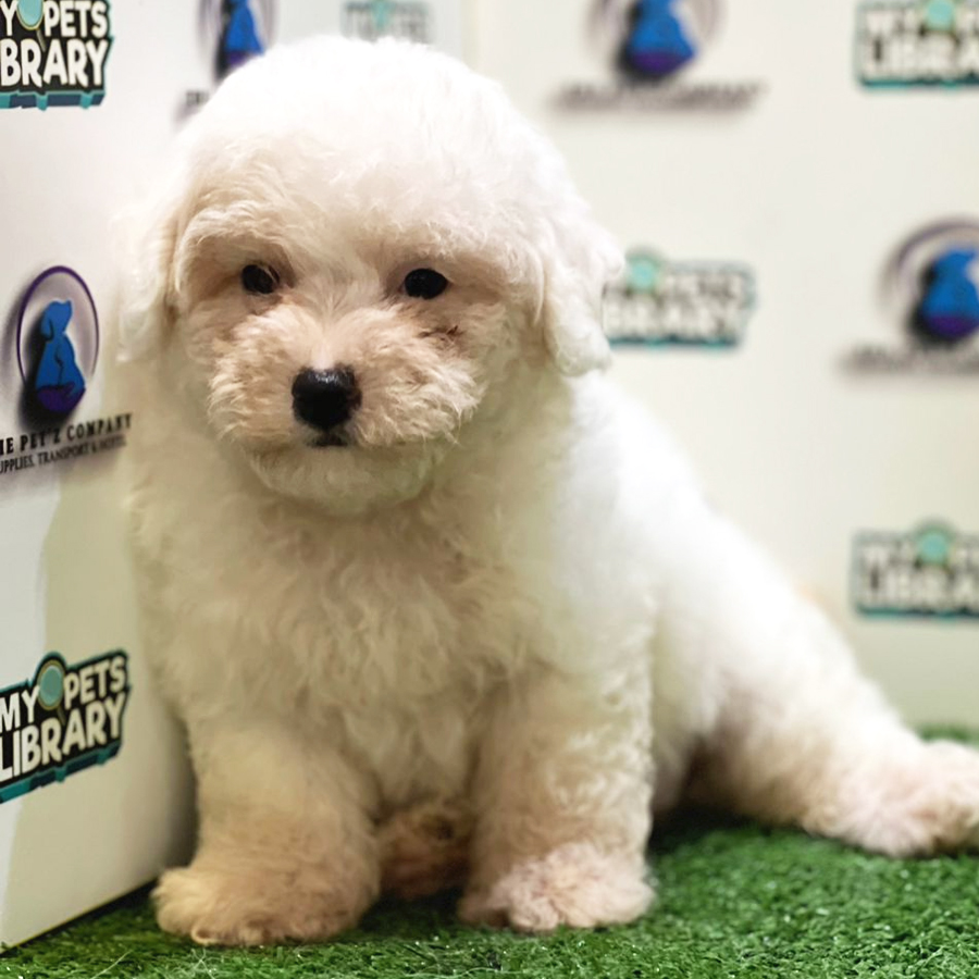 Bichon Frise Puppy (Female) For Sale