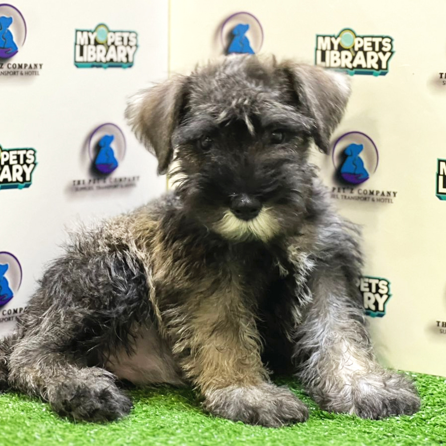 Schnauzer Puppy (Female) For Sale