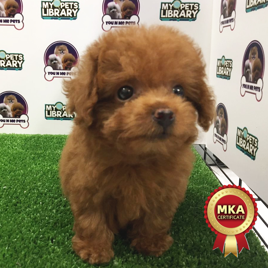 MKA Teacup Poodle Puppy (Female) For Sale