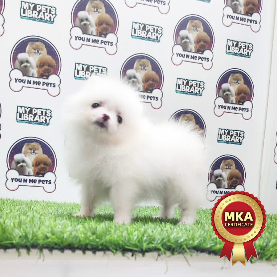 MKA Teacup Pomeranian Puppy (Female) For Sale