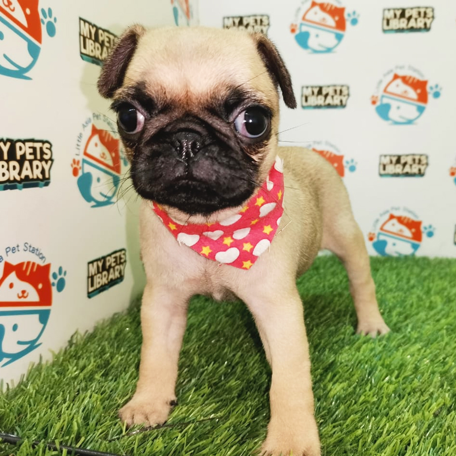 Pug Puppy (Female) For Sale
